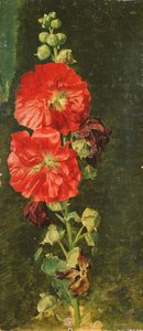 Bir Stockrose, 1827